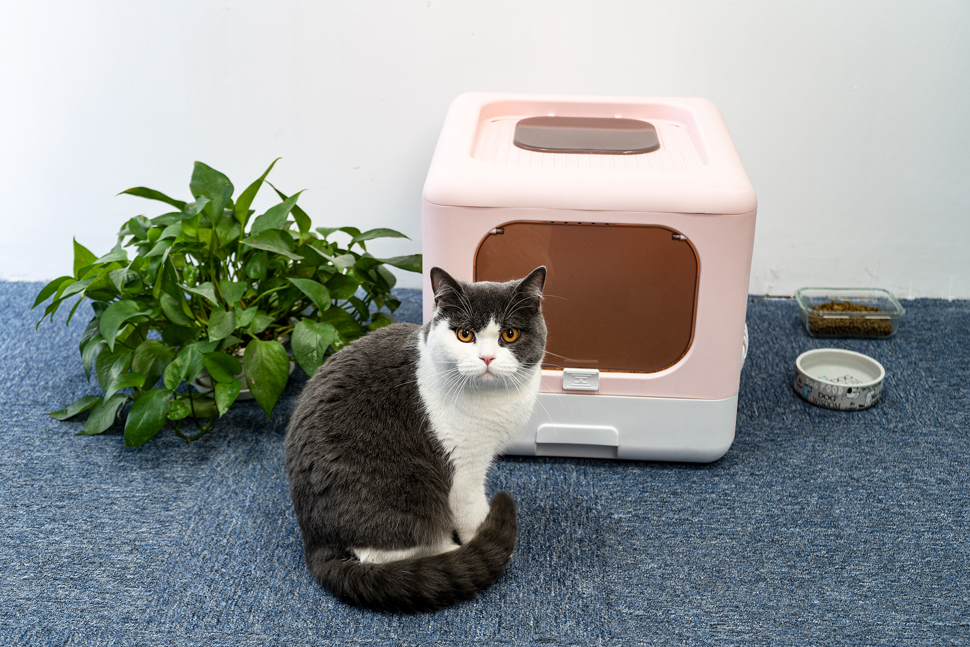 Wie Sie den richtigen Katzenluftreiniger für Ihr Zuhause finden