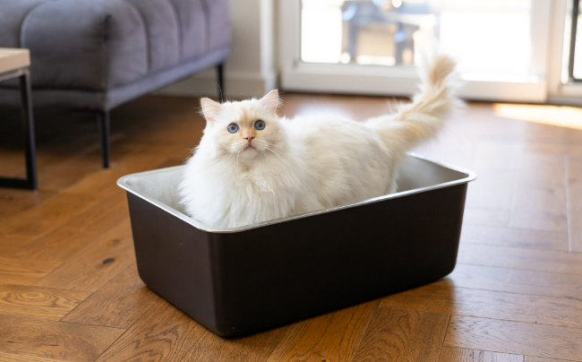 Warum Sie in eine selbstreinigende Katzentoilette investieren sollten