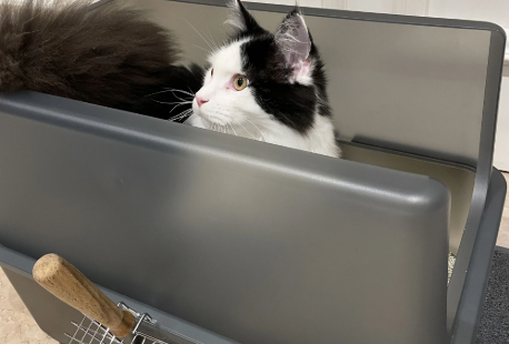 Katzentoilette richtig reinigen: Tipps und Tricks für eine gründliche Pflege