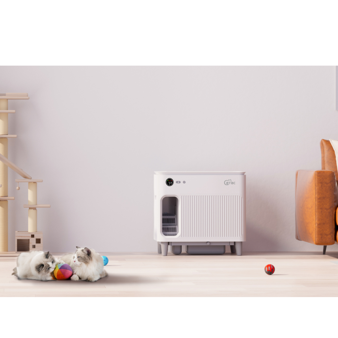 Warum Katzen eine saubere Umgebung brauchen