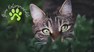 Nachhaltigkeit & Umwelt im Haustiermarkt: Trends 2025