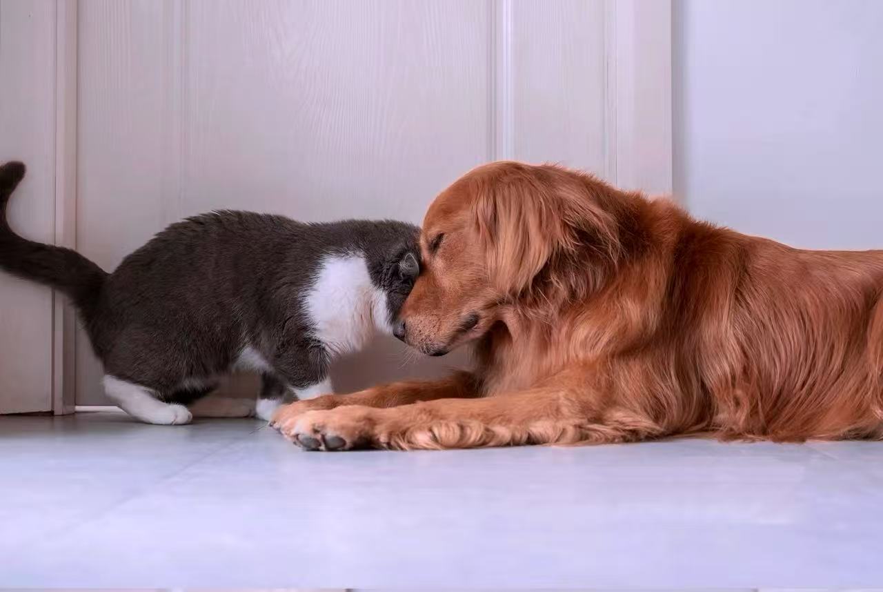 Wie Sie den richtigen Katzenluftreiniger für Ihr Zuhause finden