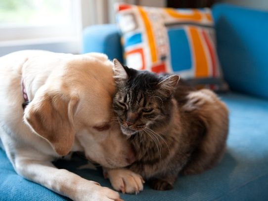 Luftreiniger gegen Katzenhaare – Funktioniert es wirklich?